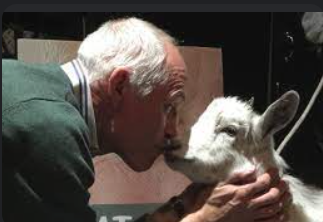 Kissing a goat